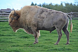 July 31, 2013 - Huntsman Springs White Buffalo
