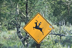 July 22, 2013 - Deer Riding Crossing