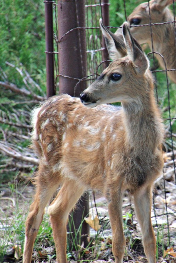 Durango Fawns