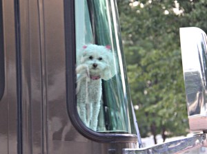 June 22, 2013 - Peggy in the Window