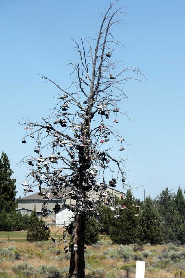 July 26, 2014 - Redmond Shoe Tree