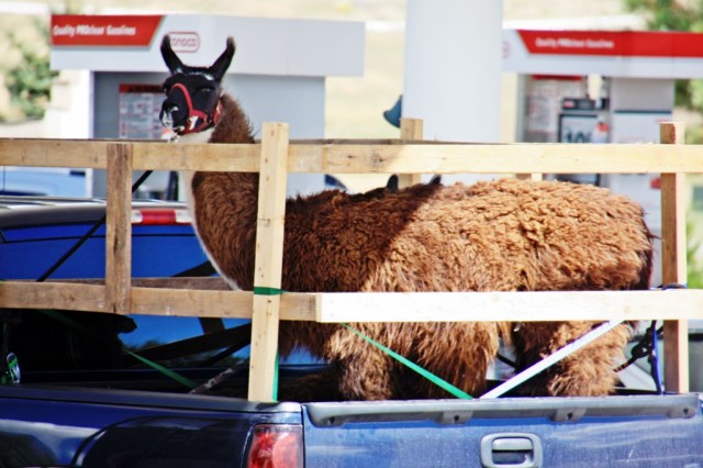 September 6, 2014 - Llama in a Truck