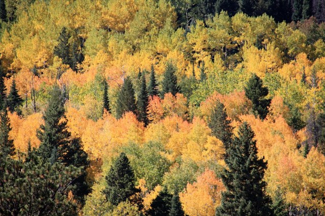 RMNP_Aspens_2