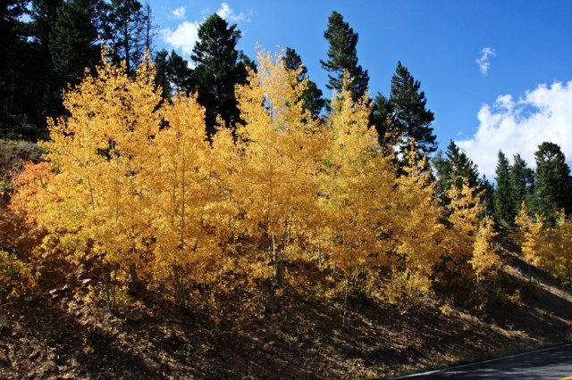 RMNP_Aspens_4