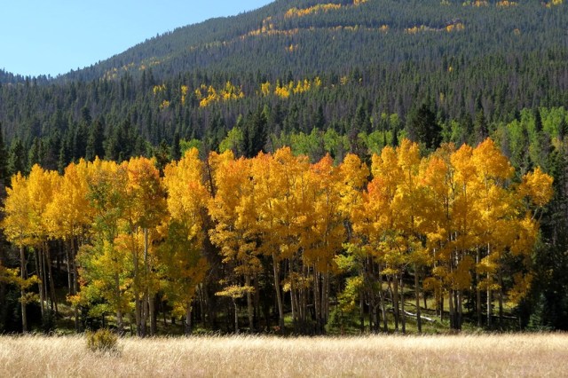 RMNP_Aspens_7