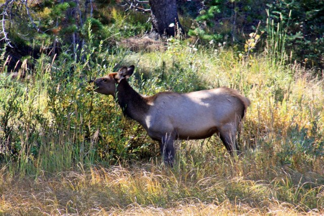 RMNP_Elk